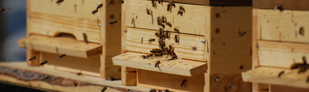 Včelí úly